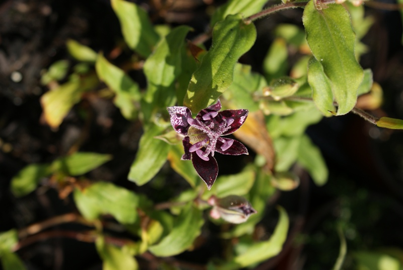 Tricyrtis raspberry mousse
Lis crapaud